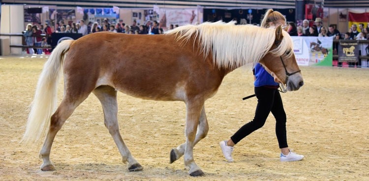 CLUSTER SANTE ET BIEN-ETRE DU CHEVAL