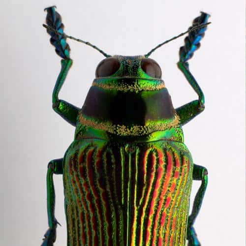 La nuit des insectes au Musée des Confluences