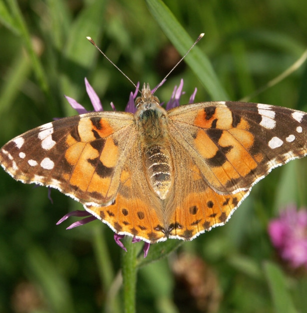 Lyon peut-il sauver les insectes pollinisateurs ?