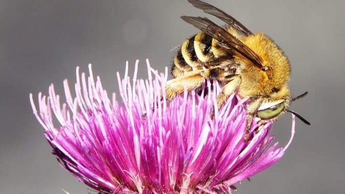 Pollinisateurs en danger : « il faut agir vite » Hugues Mouret (Arthropologia)