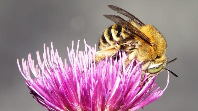 Sauver les pollinisateurs ? Oui mais comment ?