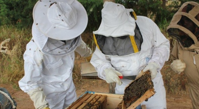 APIFLORDEV : le développement par l’apiculture…