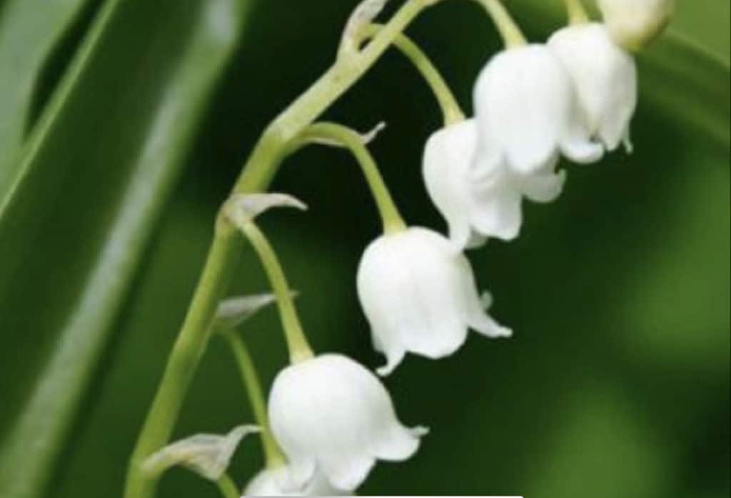 1er mai : la vente du muguet étroitement encadrée