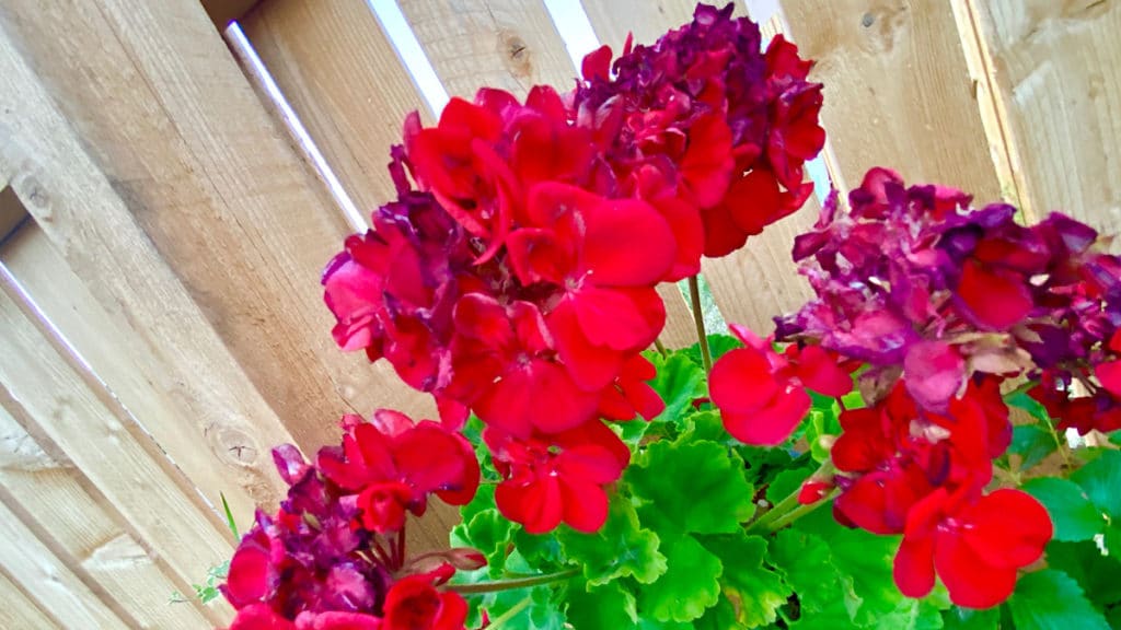 Gardien des Plantes