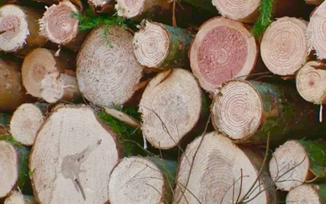 « Vis ma vie de bûcheron » : l’opération séduction de la filière bois