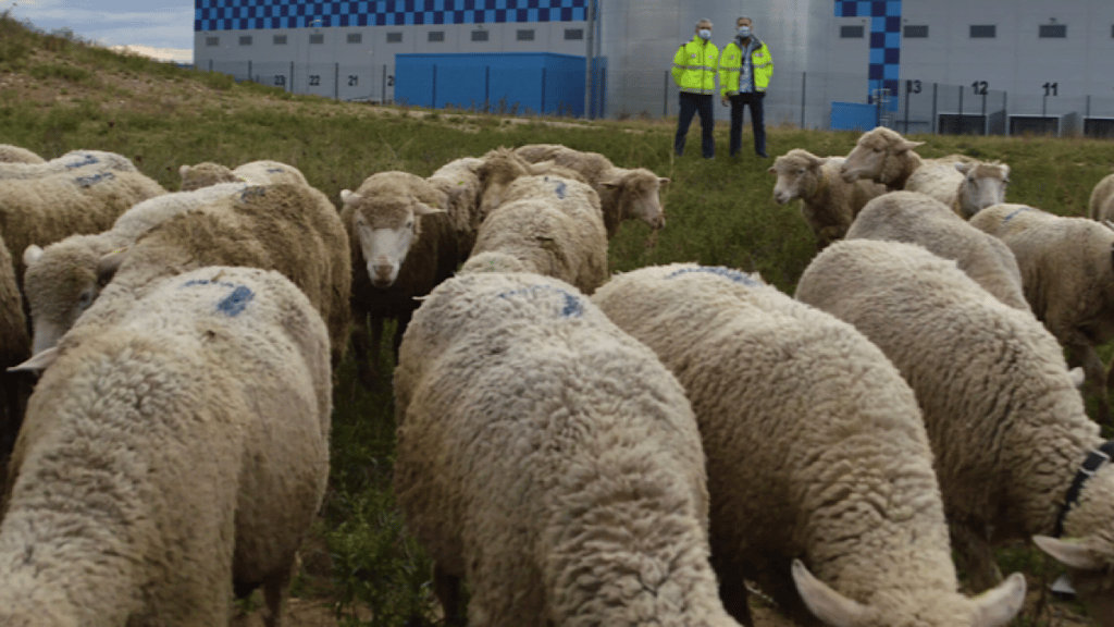 Mon Berger Local l'apllication qui permet de faciliter l'éco-pâturage
