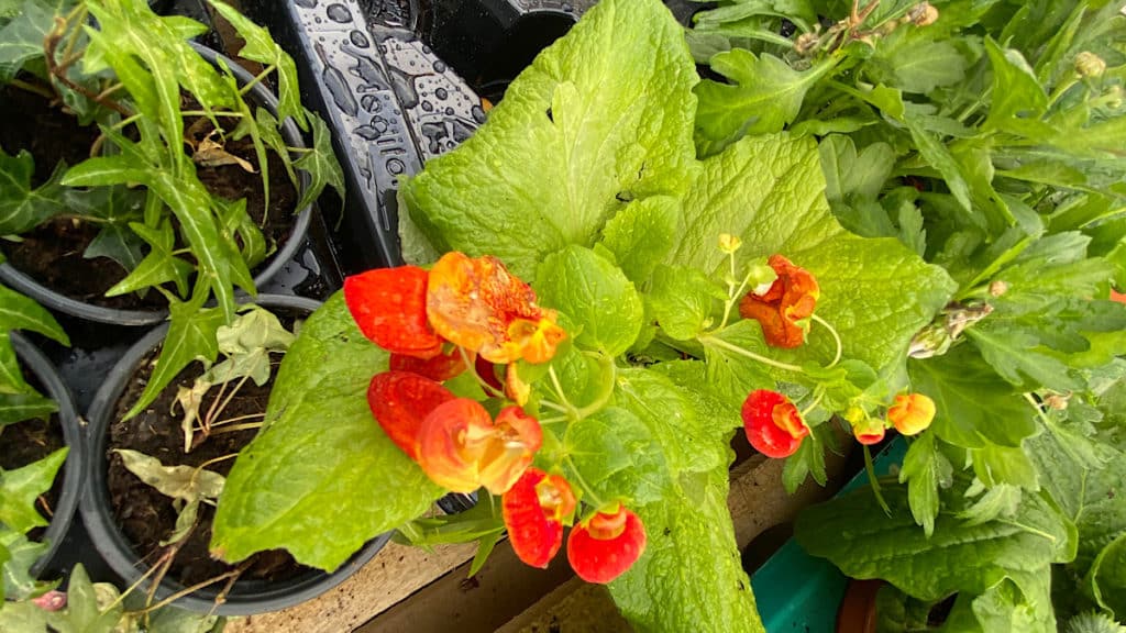 une seconde vie aux plantes