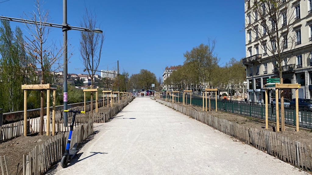 Les platanes du quai Sarrail remplacés - Lyon Demain