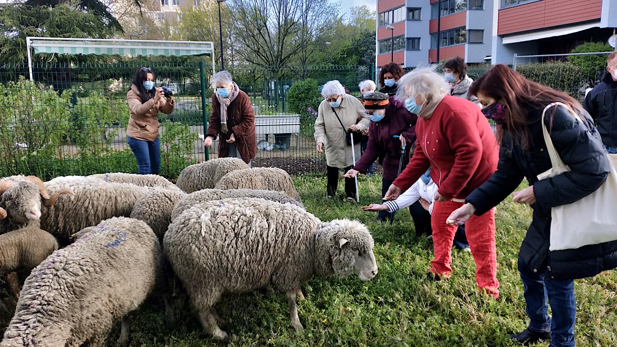 Saint-Priest : Naturama fait pâturer ses moutons en EHPAD