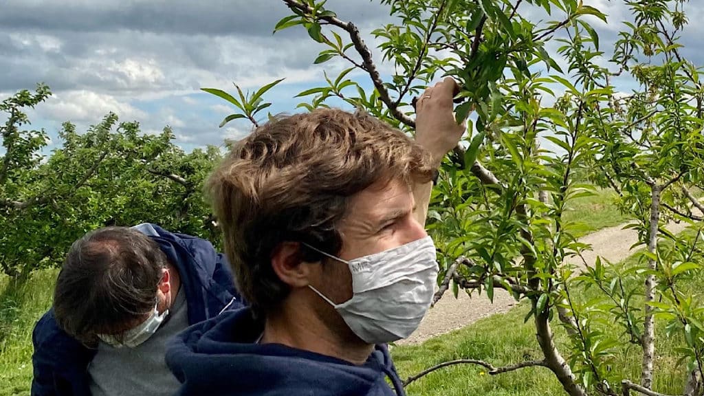 La Métropole de Lyon vient en aide aux arboriculteurs touchés par le gel