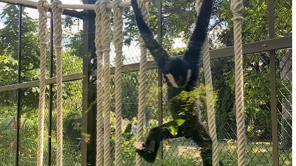 bien-être animal au zoo de Lyon