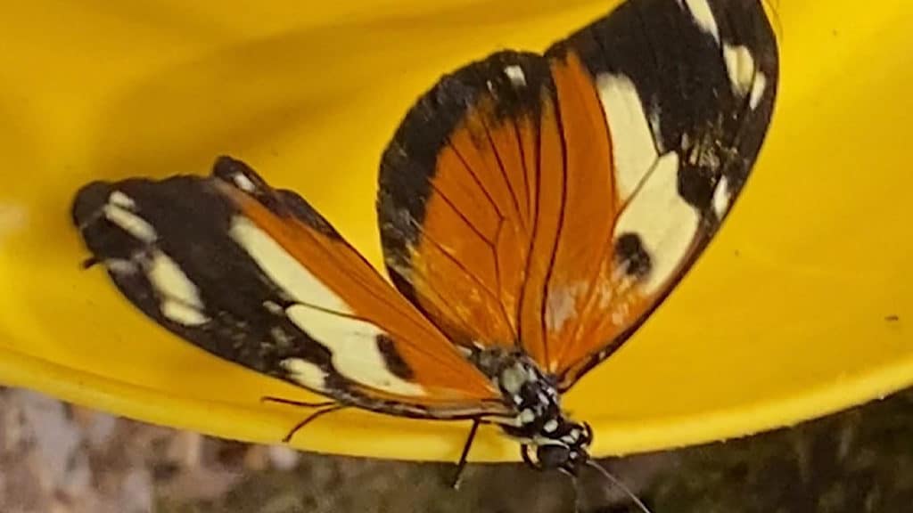 Des papillons au parc des Oiseaux - Lyon Demain