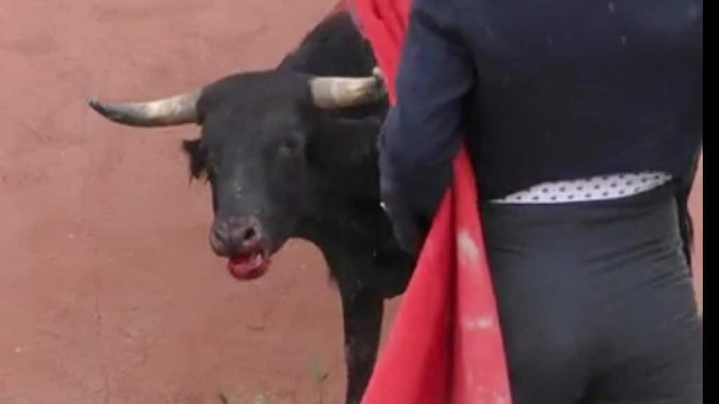 #StopCorrida
