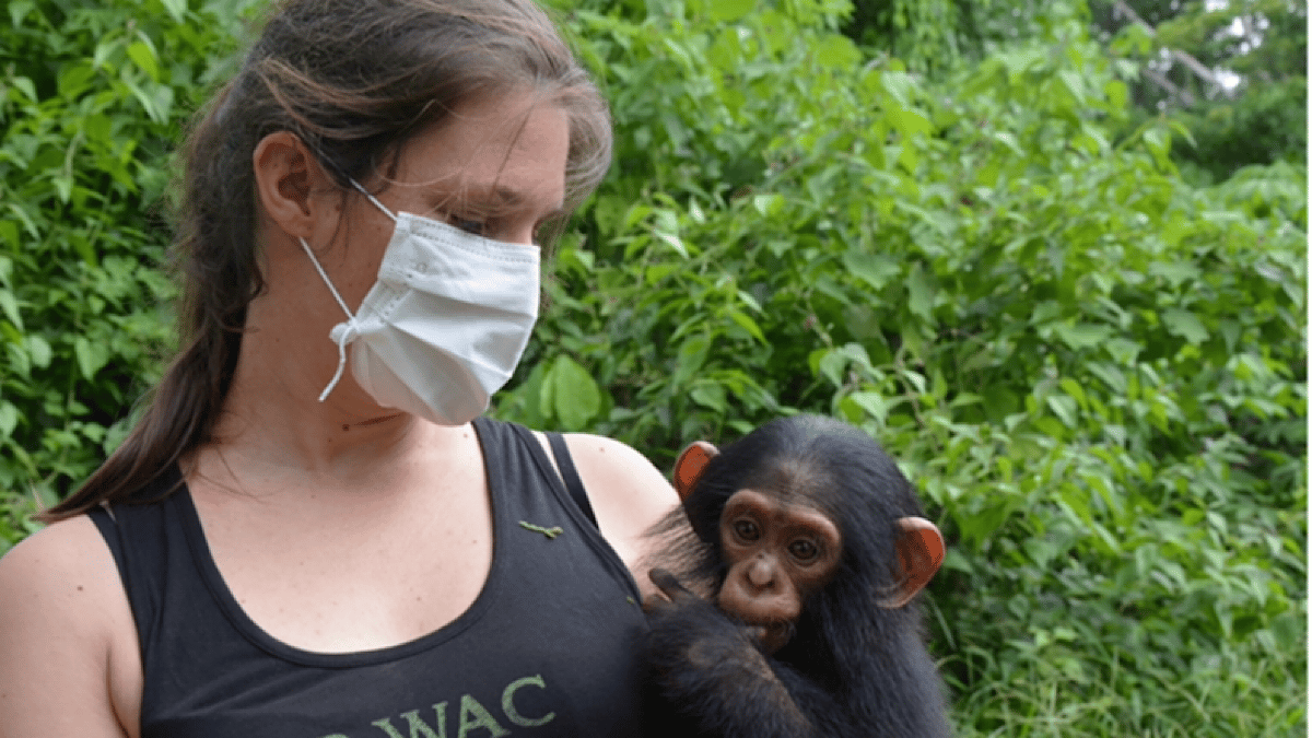 Amandine Renaud avec un chimpanzé recueilli par P-WAC