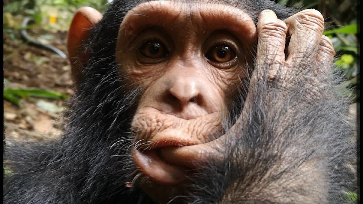 chimpanzé