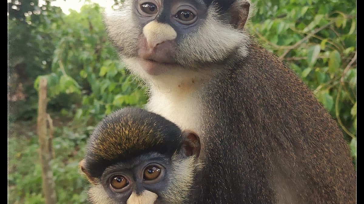 deux cercopithèques