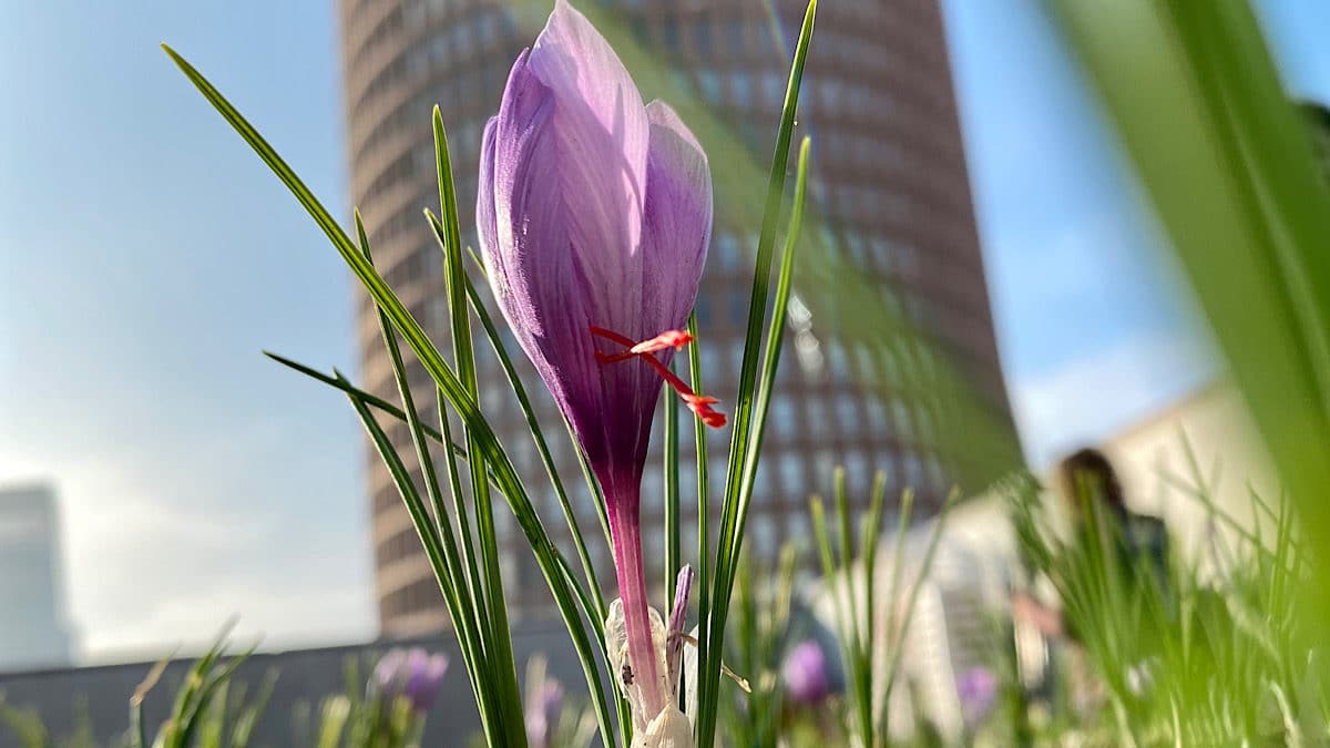 crocus