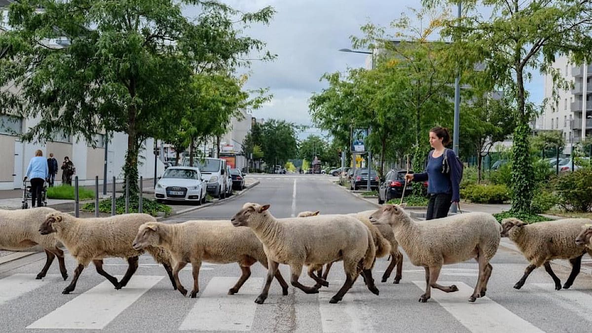 moutons en ville