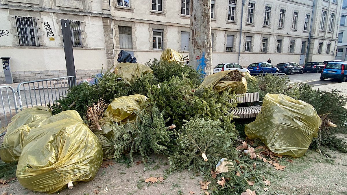 collecte de sapins