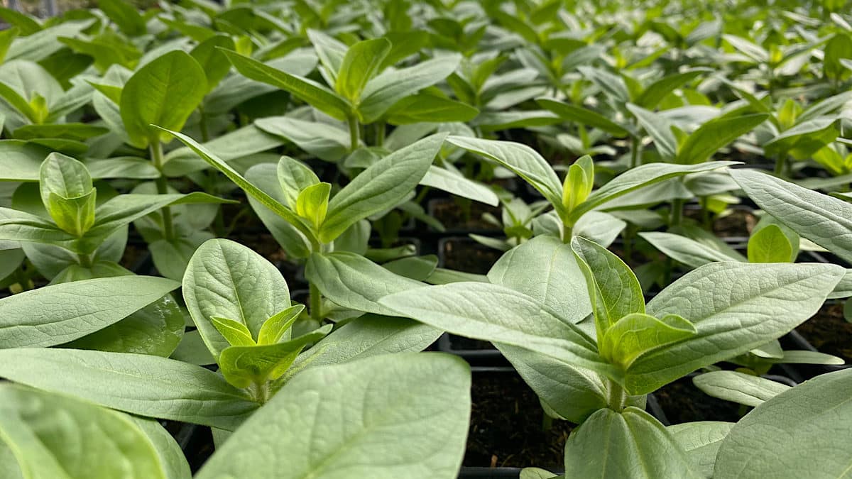 plantations