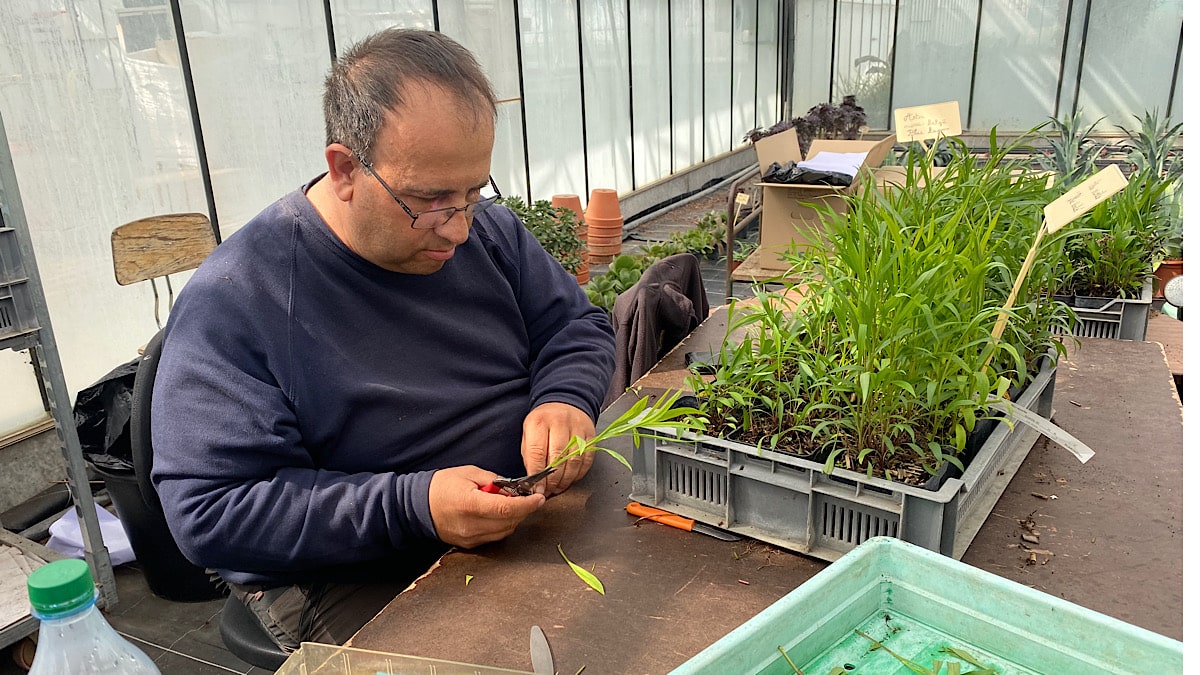 Misérieux : terres natales des plantes lyonnaises