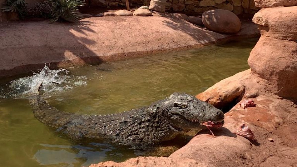 CrocoParc : le paradis des crocodiles lyonnais