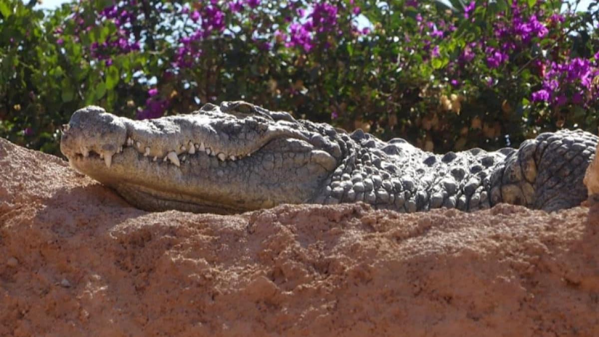 crocodile lyonnais à Agadir