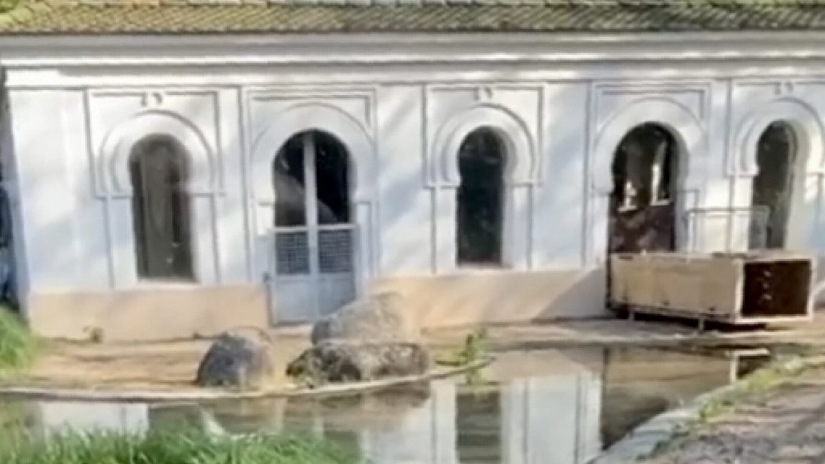 crocodiles à Lyon