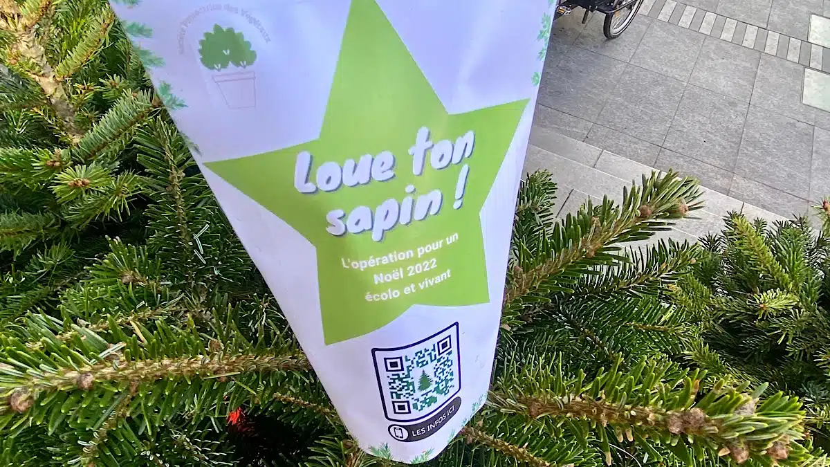 location de sapins