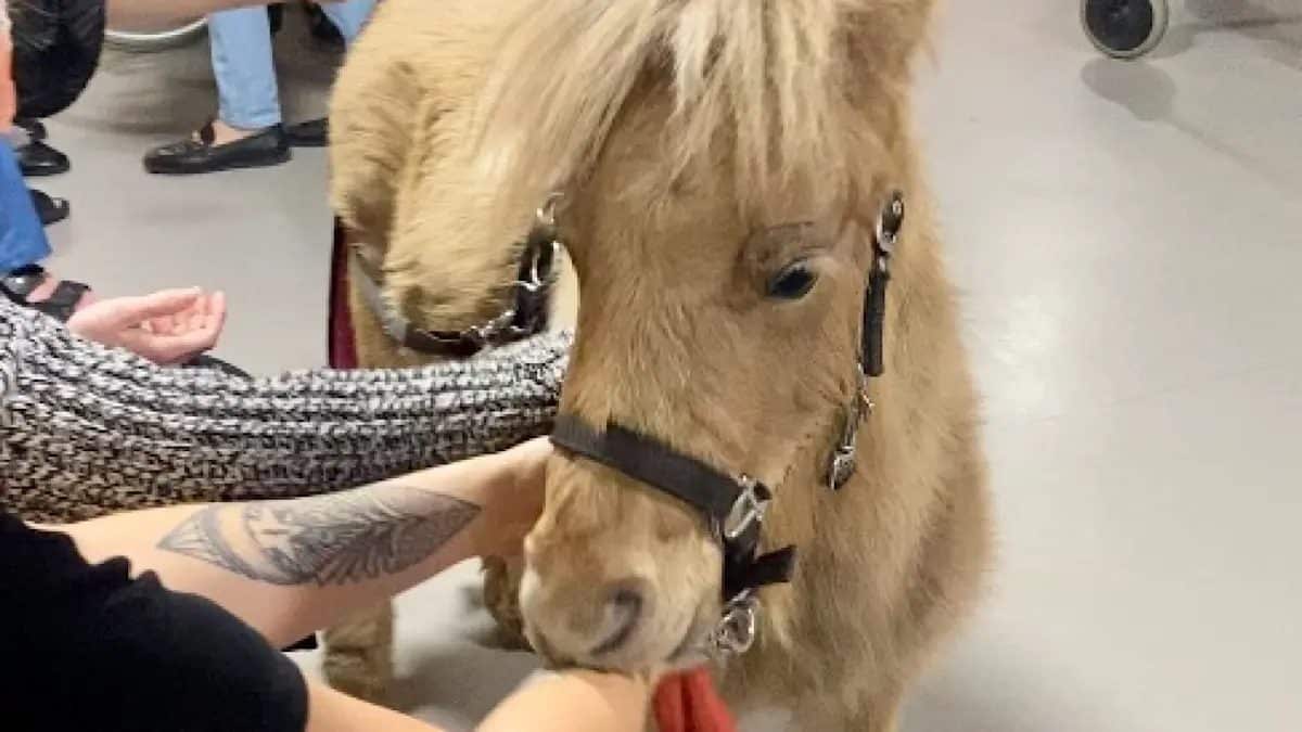 animaux en EHPAD