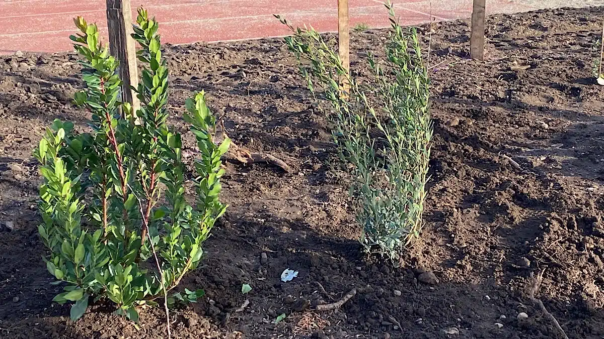 replantation