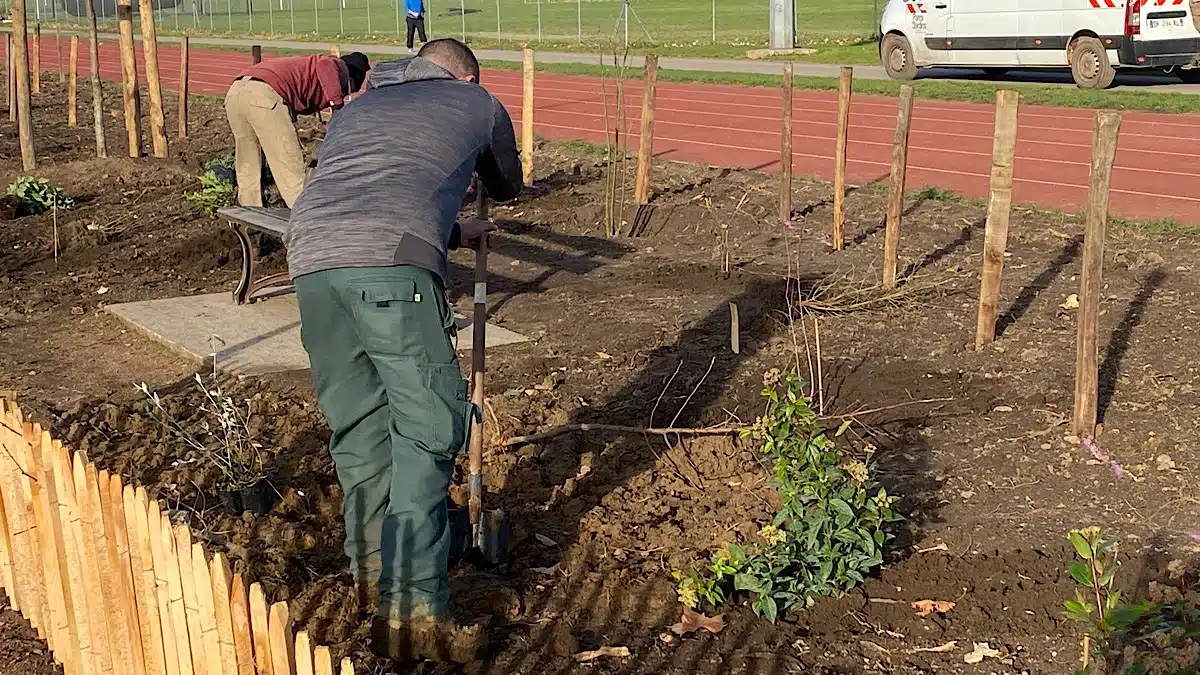 Parilly nouvelle plantation
