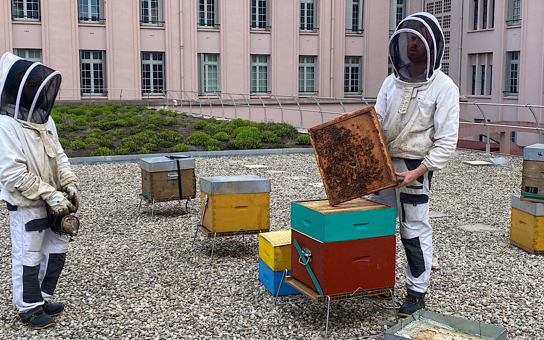 180000 abeilles débarquent à Bellecour