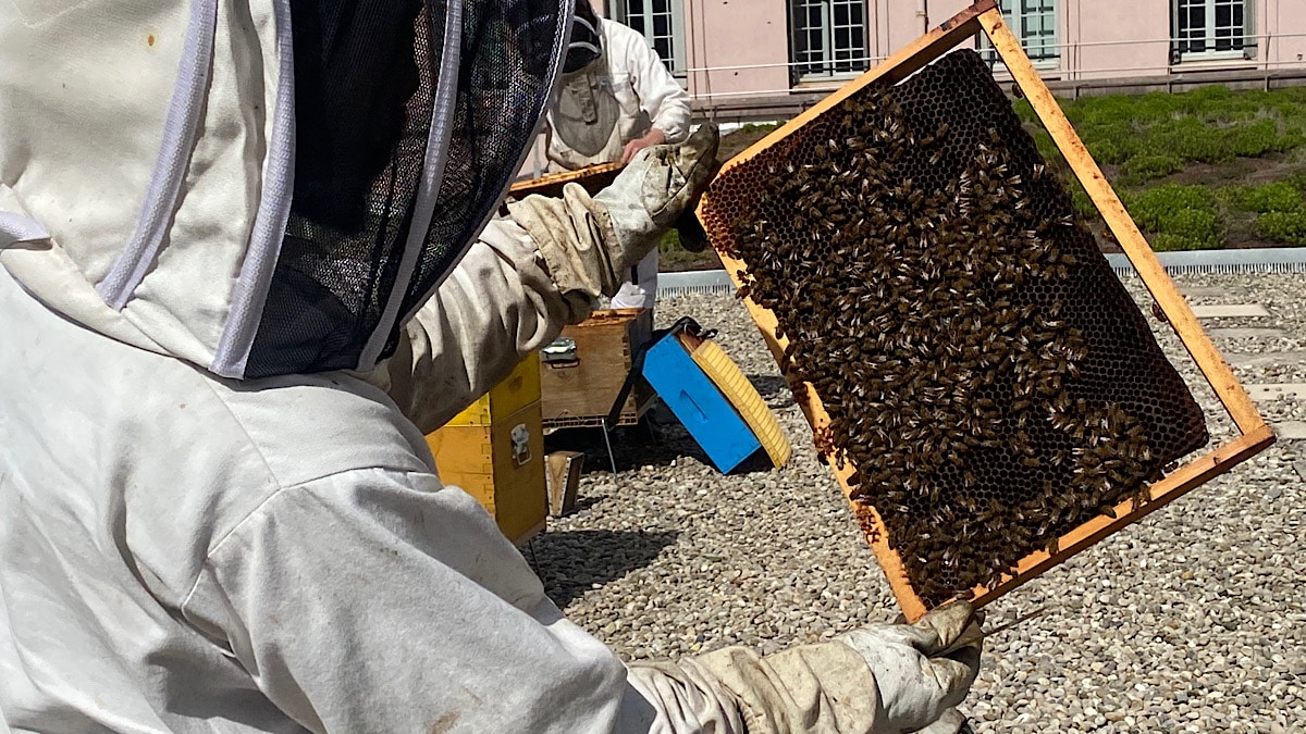 180 000 abeilles