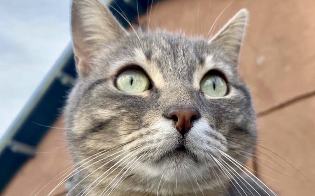 Lyon : un plan pour la stérilisation des chats errants