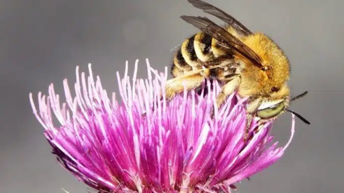biodiversité Caluire