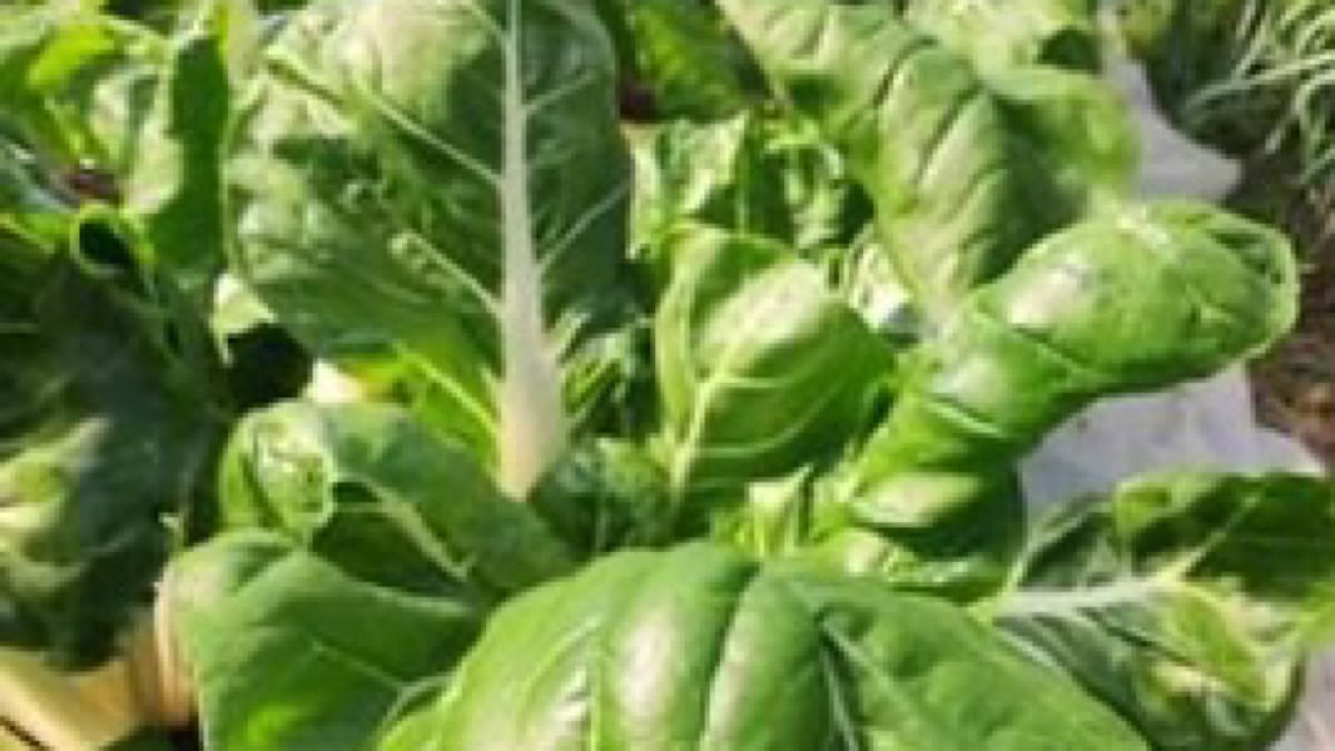 épinards légumes bio Chaponost