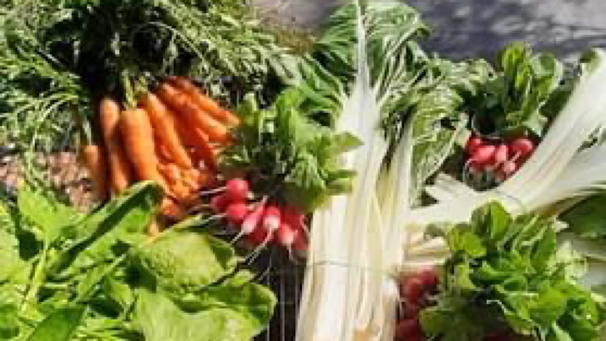 légumes bio