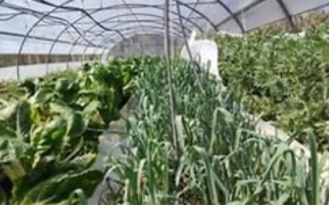Jardins du Pont de Chêne : légumes bio et semences anciennes