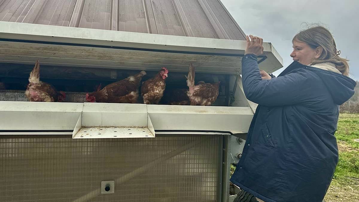 poules pondeuses