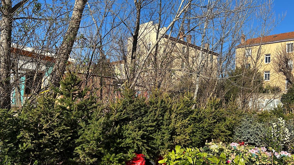 Offrir des plantes