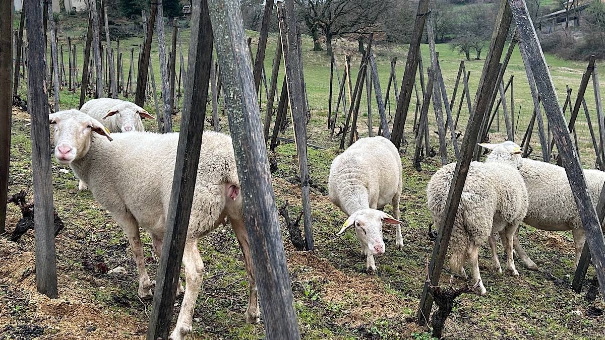 moutons dans les vignes