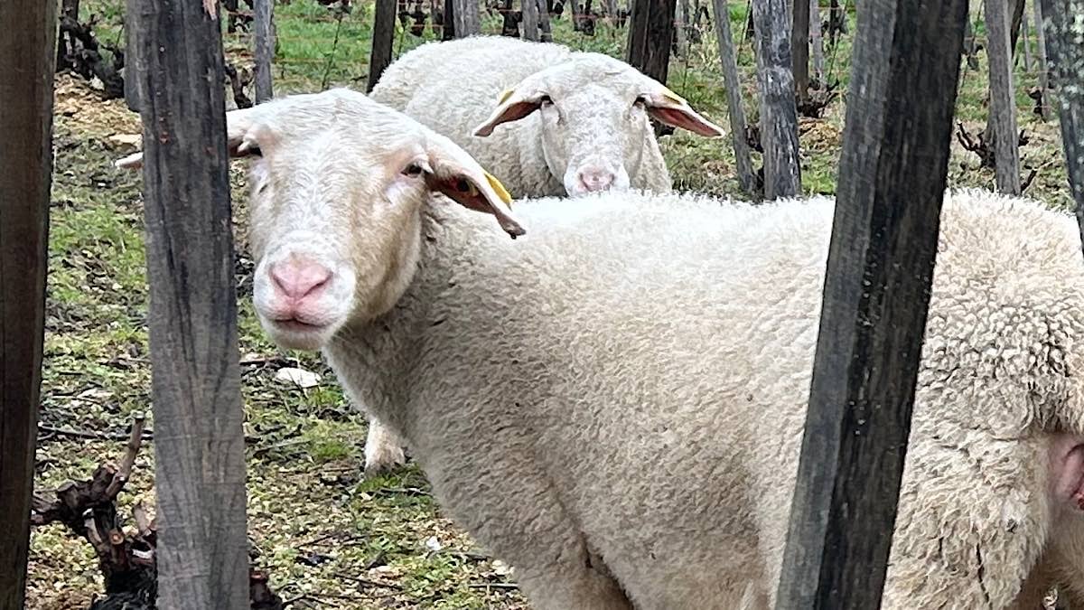 moutons