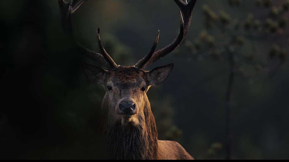 En Forêt