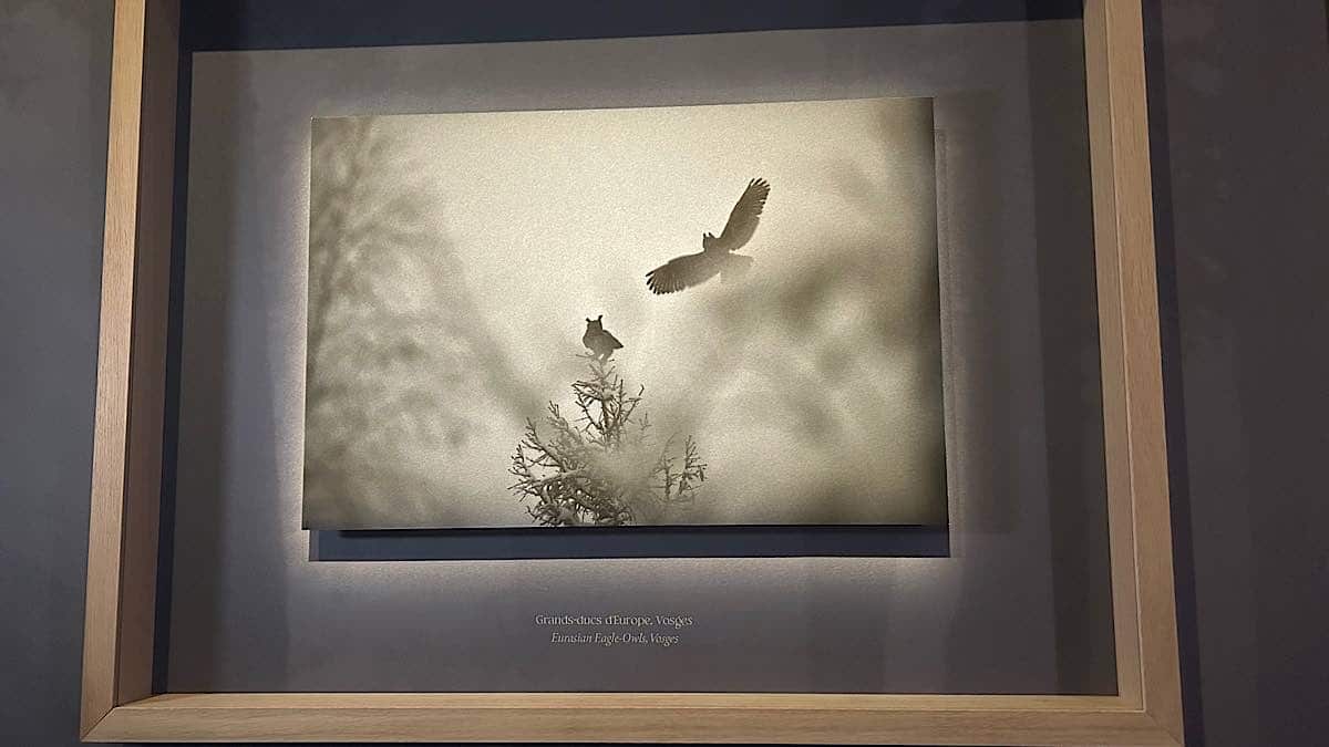 oiseaux