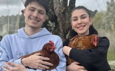 La Voix des Poules : 500 poules cherchent un foyer aimant