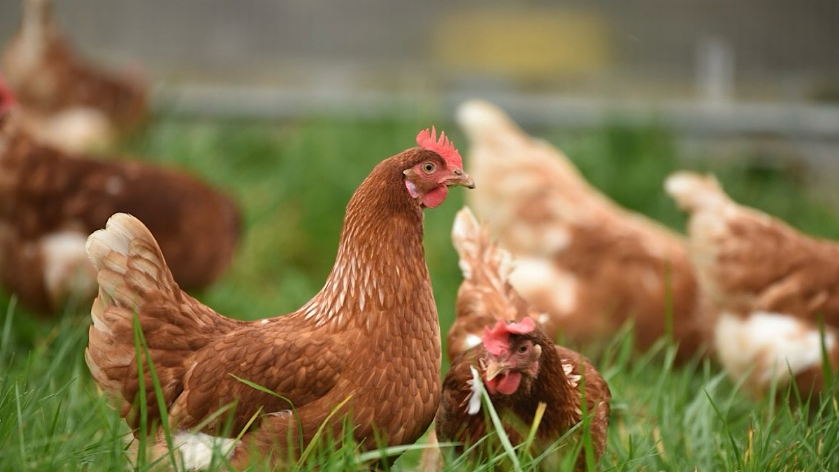 La Voix des Poules