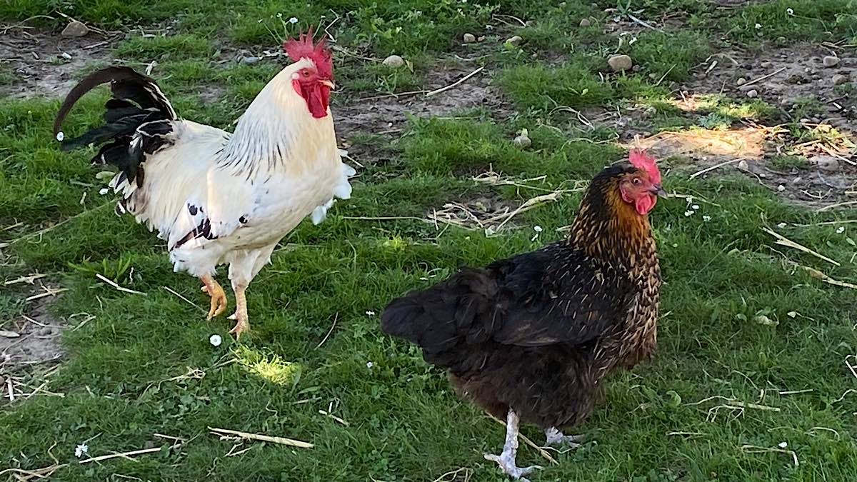 coq