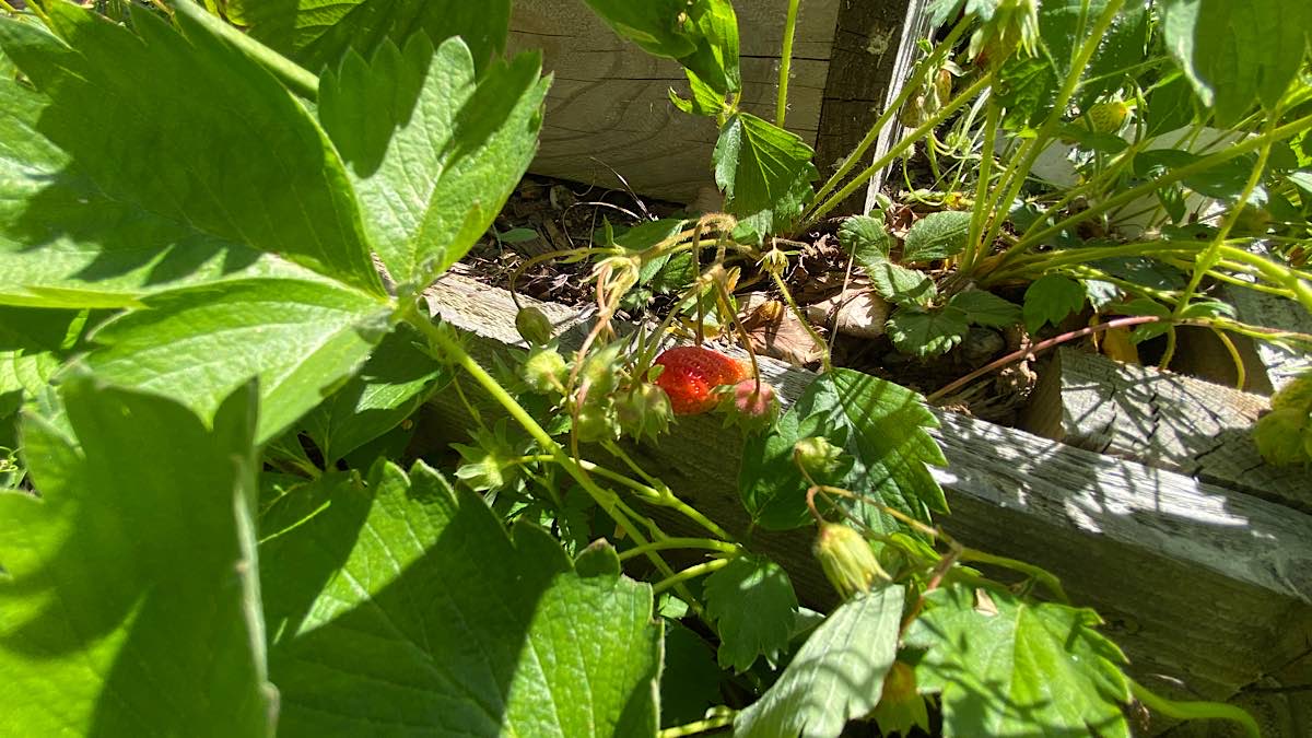 fraises