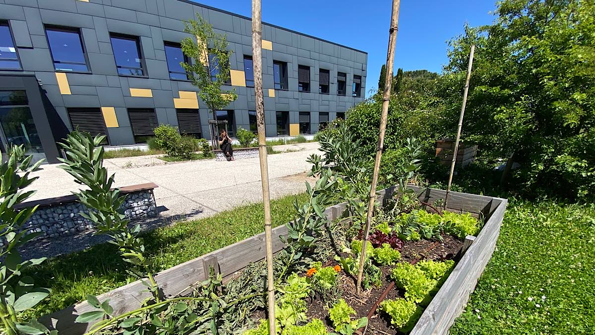 légumes